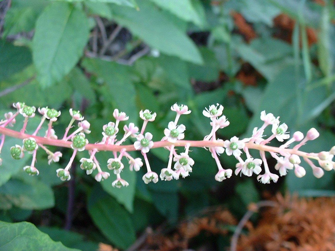 Phytolacca americana